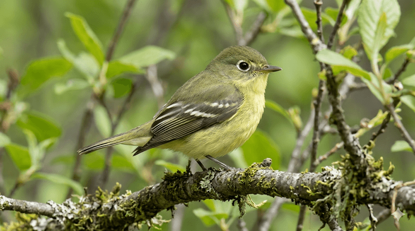 Yellow-bellied Flycatcher
